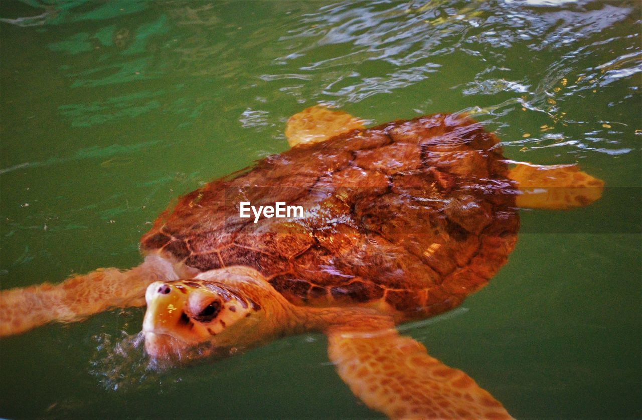 HIGH ANGLE VIEW OF TURTLE IN LAKE
