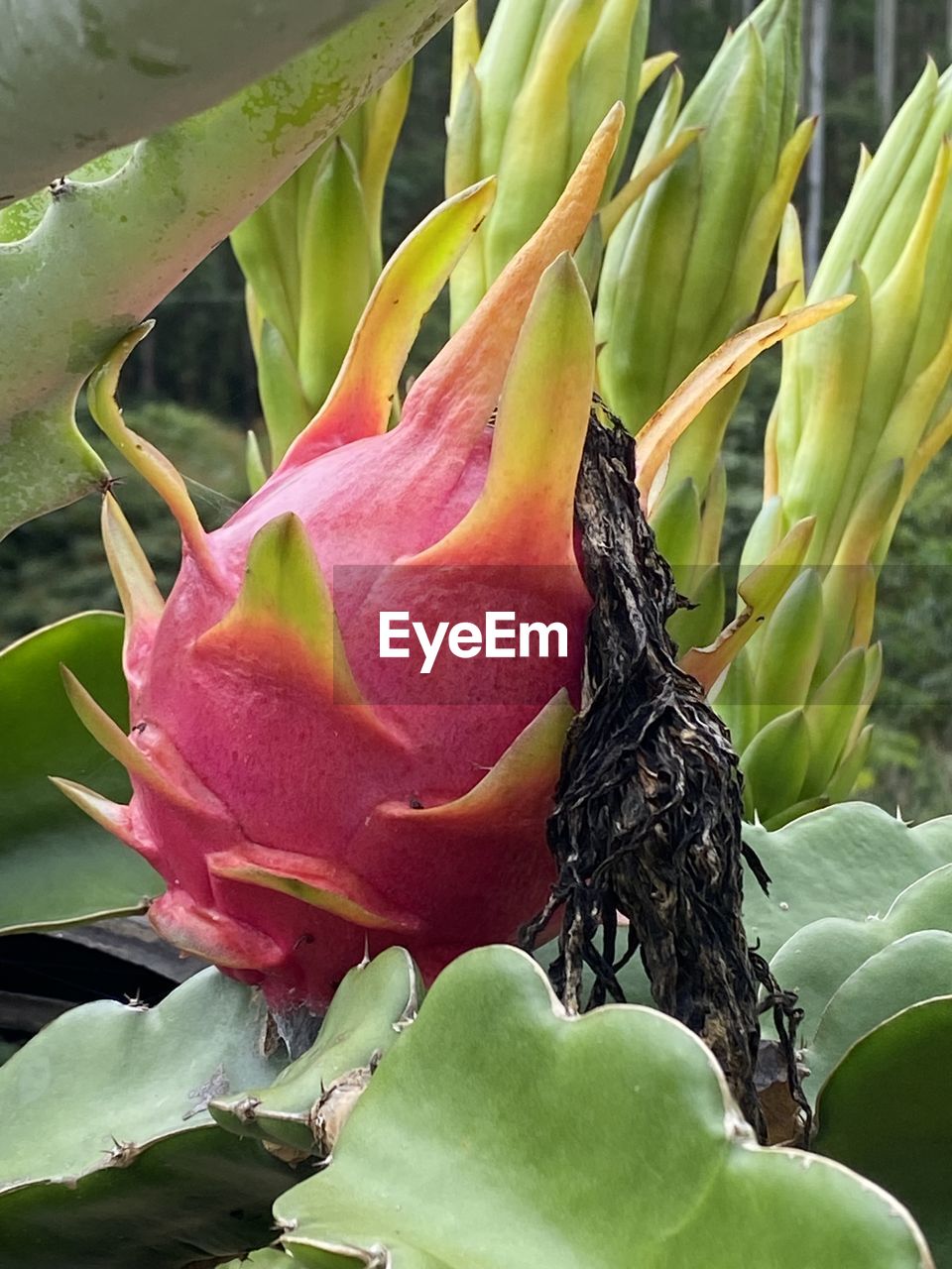 plant, flower, plant part, growth, leaf, beauty in nature, nature, close-up, green, no people, flowering plant, freshness, fragility, outdoors, day, petal, botany, flower head