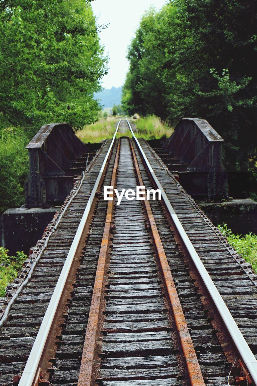 Railroad tracks amidst trees