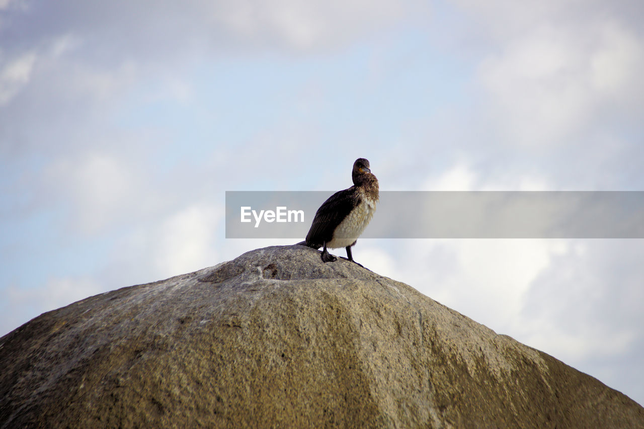 Low angle view of bird perching on rock