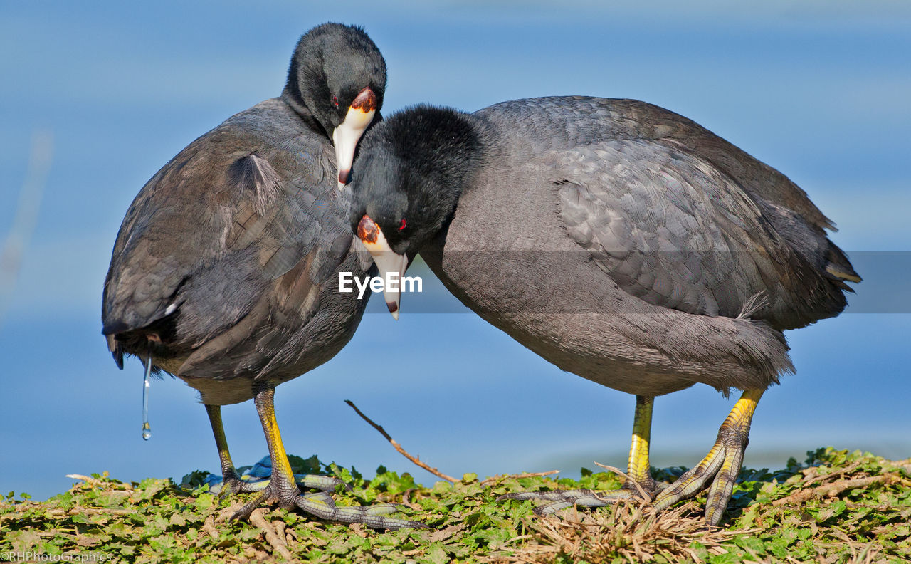 Close-up of coots on field by lake