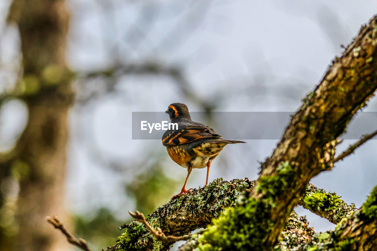 Low angle view of bird perching on tree