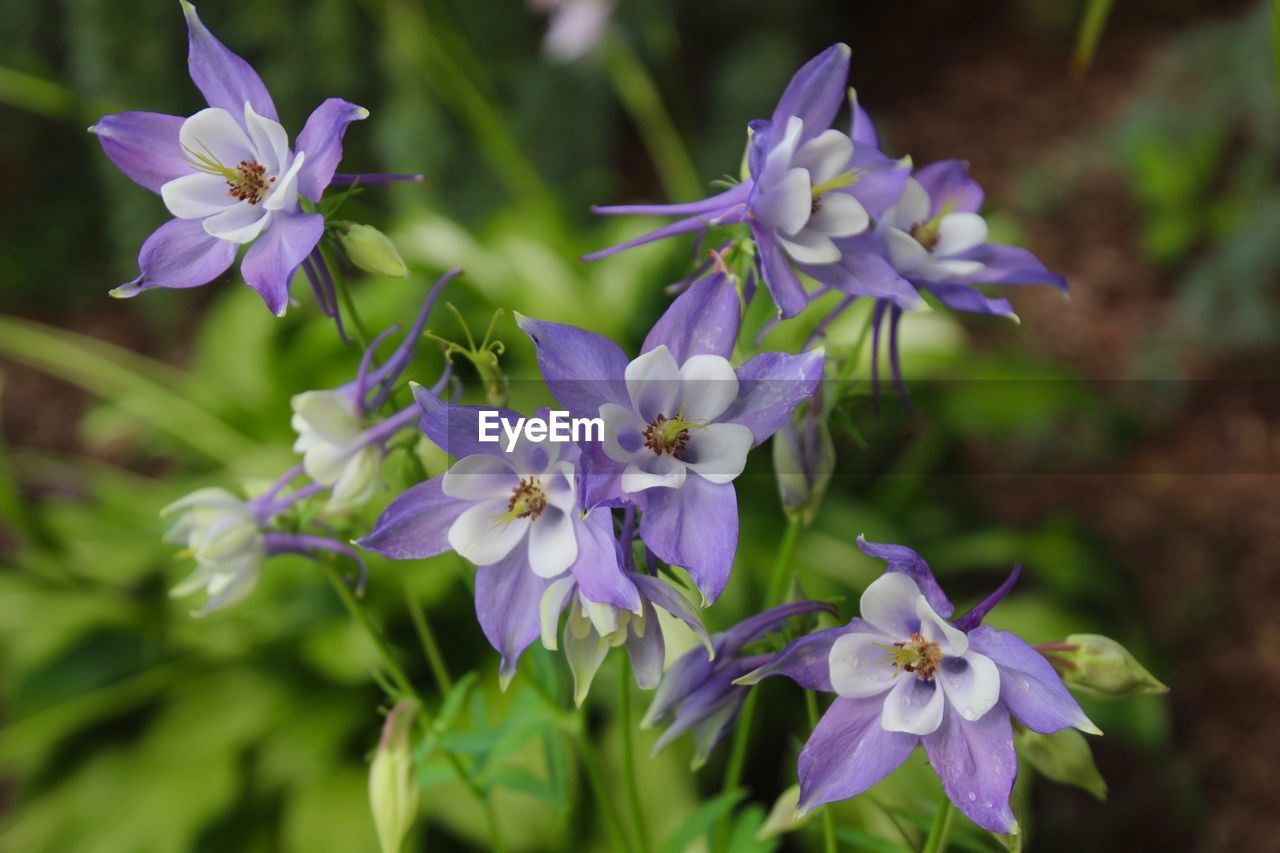 CLOSE-UP OF PURPLE FLOWERS BLOOMING