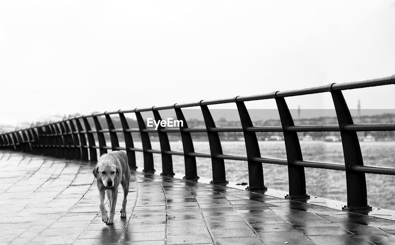 DOG WALKING IN A BRIDGE AGAINST CLEAR SKY