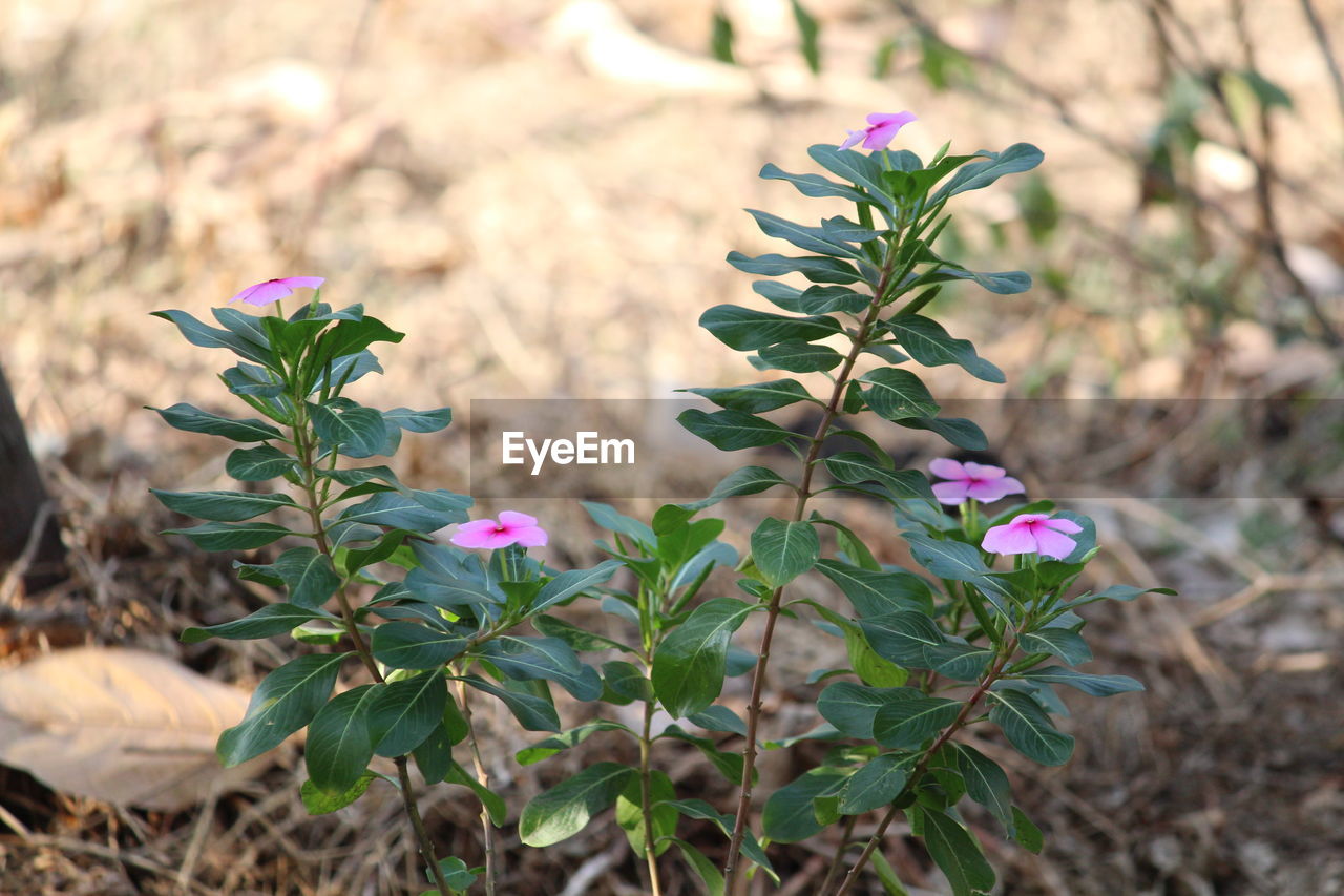 CLOSE-UP OF FLOWERS BLOOMING