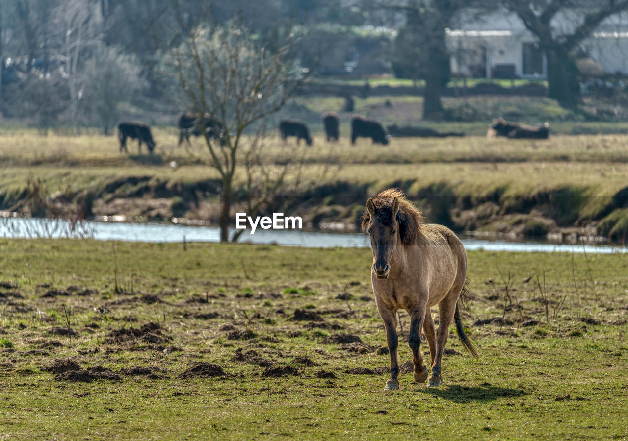 Horse standing on field