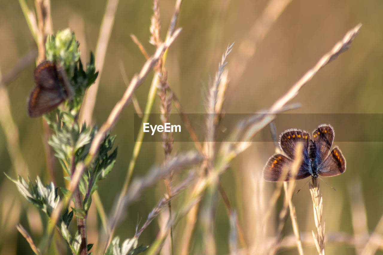 plant, grass, nature, animal, animal wildlife, animal themes, flower, beauty in nature, close-up, no people, wildlife, macro photography, prairie, focus on foreground, land, growth, one animal, insect, outdoors, landscape, environment, sunlight, field, selective focus, flowering plant, summer, crop, day, food, meadow, agriculture, macro, wildflower, cereal plant, fragility