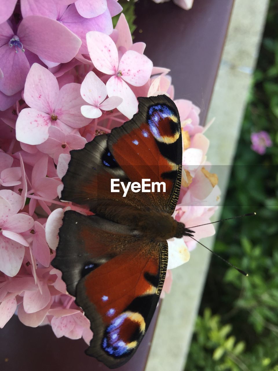 High angle view of butterfly on pink hydrangea