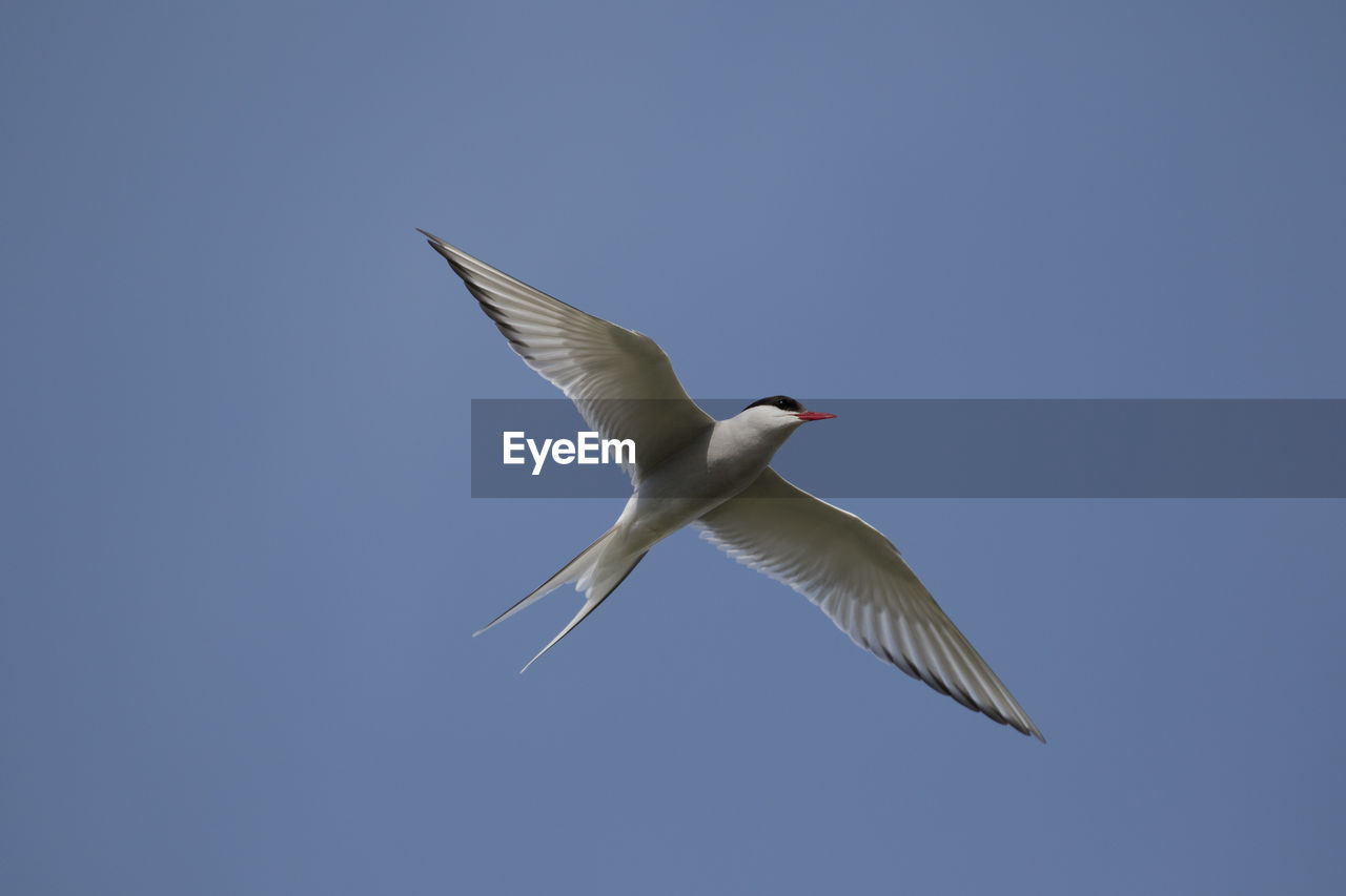 LOW ANGLE VIEW OF BIRD FLYING IN SKY