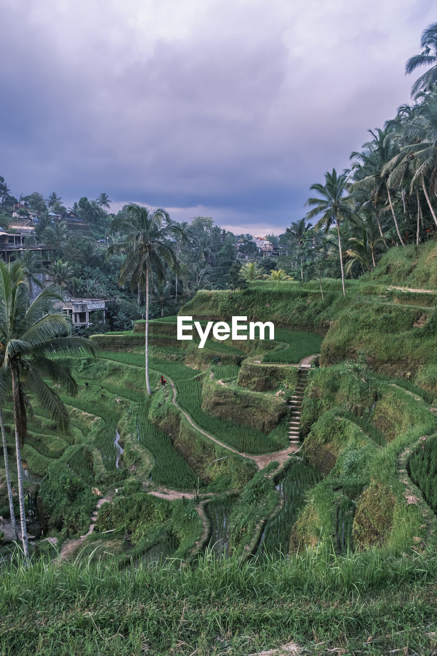 Vertical shot of the tegallalang rice terraces in ubud on the island of bali in indonesia. 