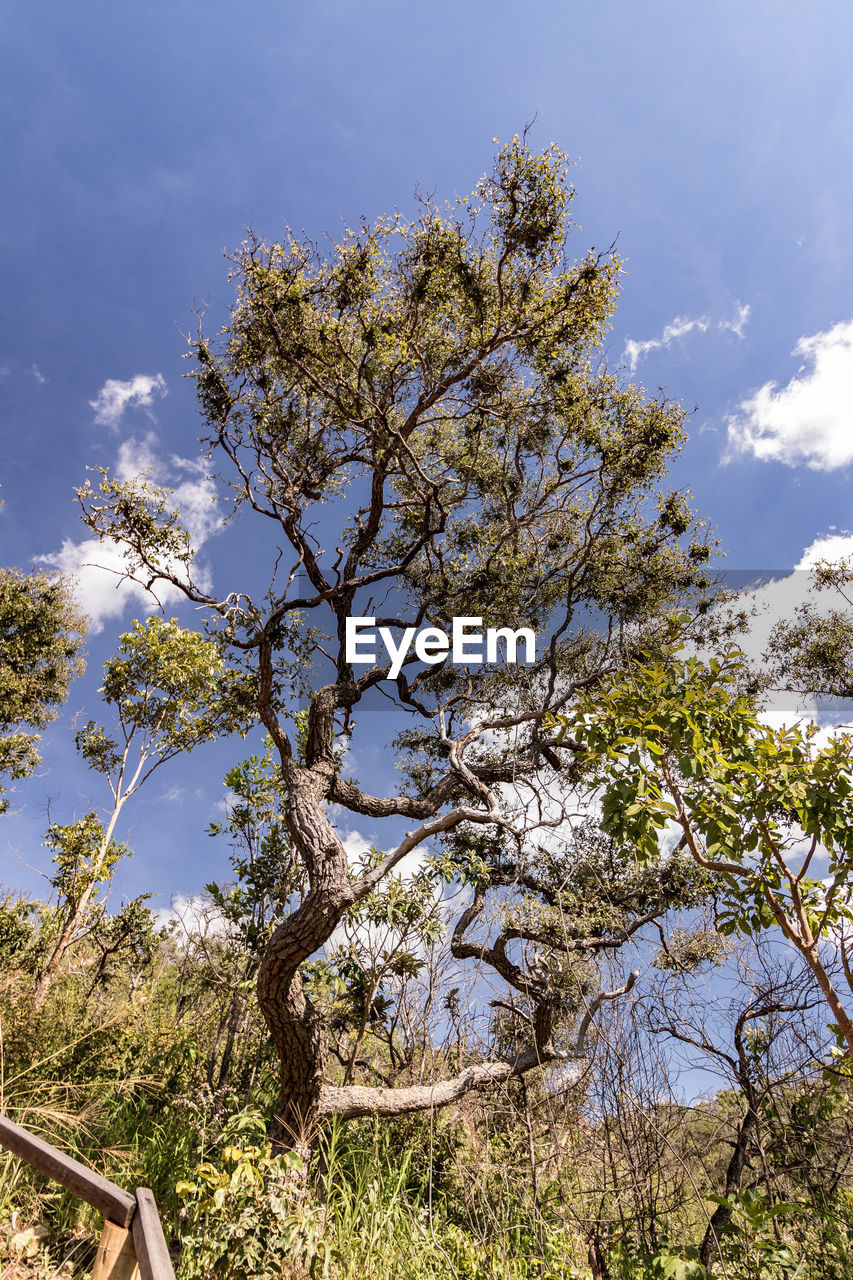 LOW ANGLE VIEW OF TREE