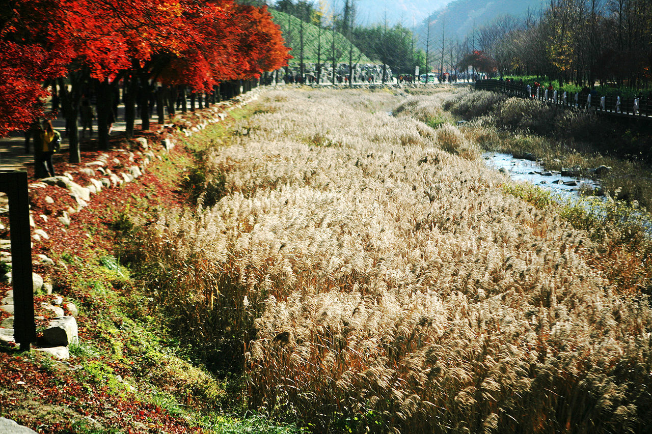 TREES GROWING ON FIELD