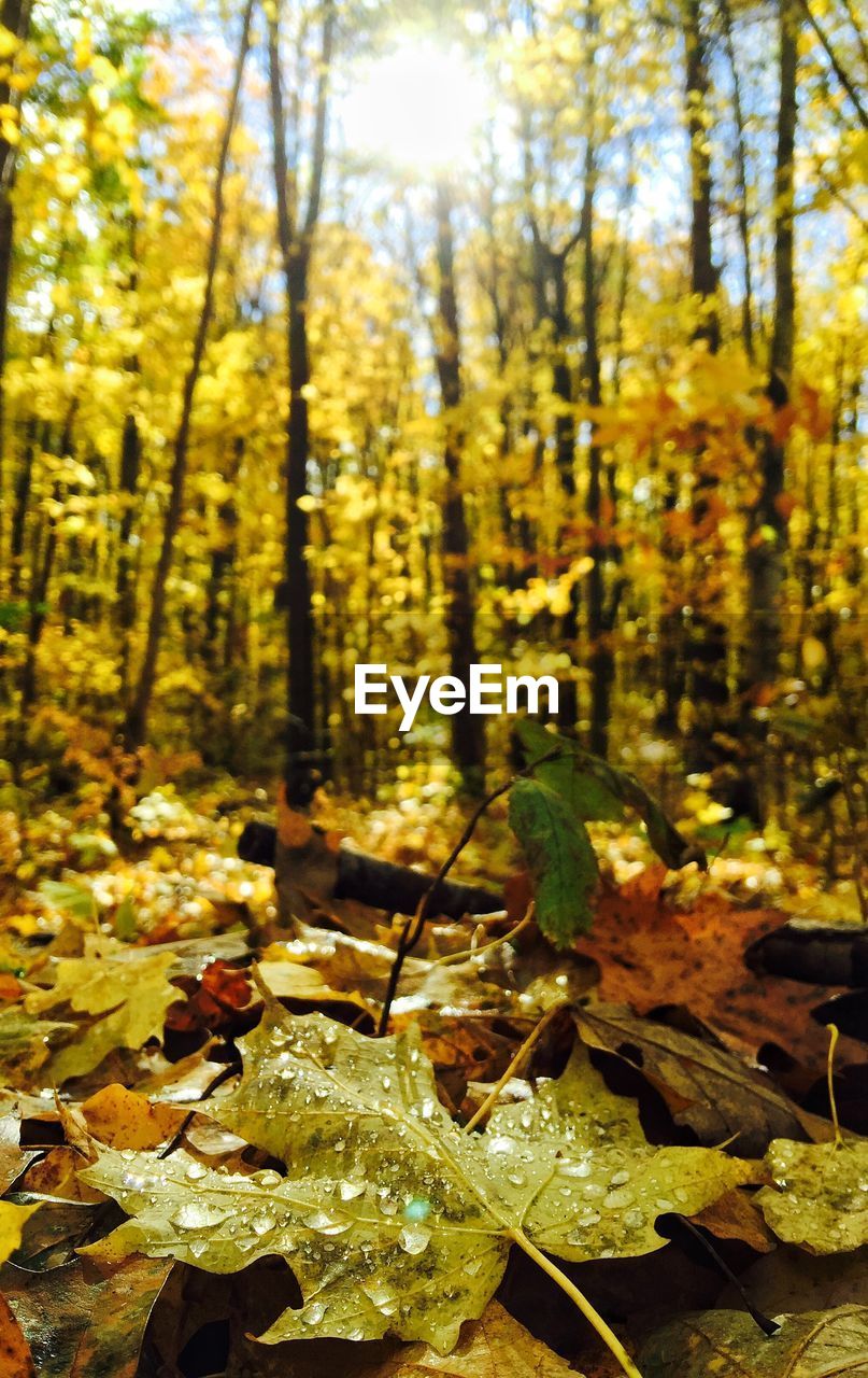 FALLEN LEAVES ON TREE TRUNK IN FOREST