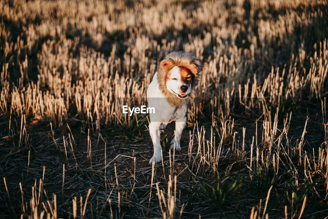 Portrait of dog running in grass