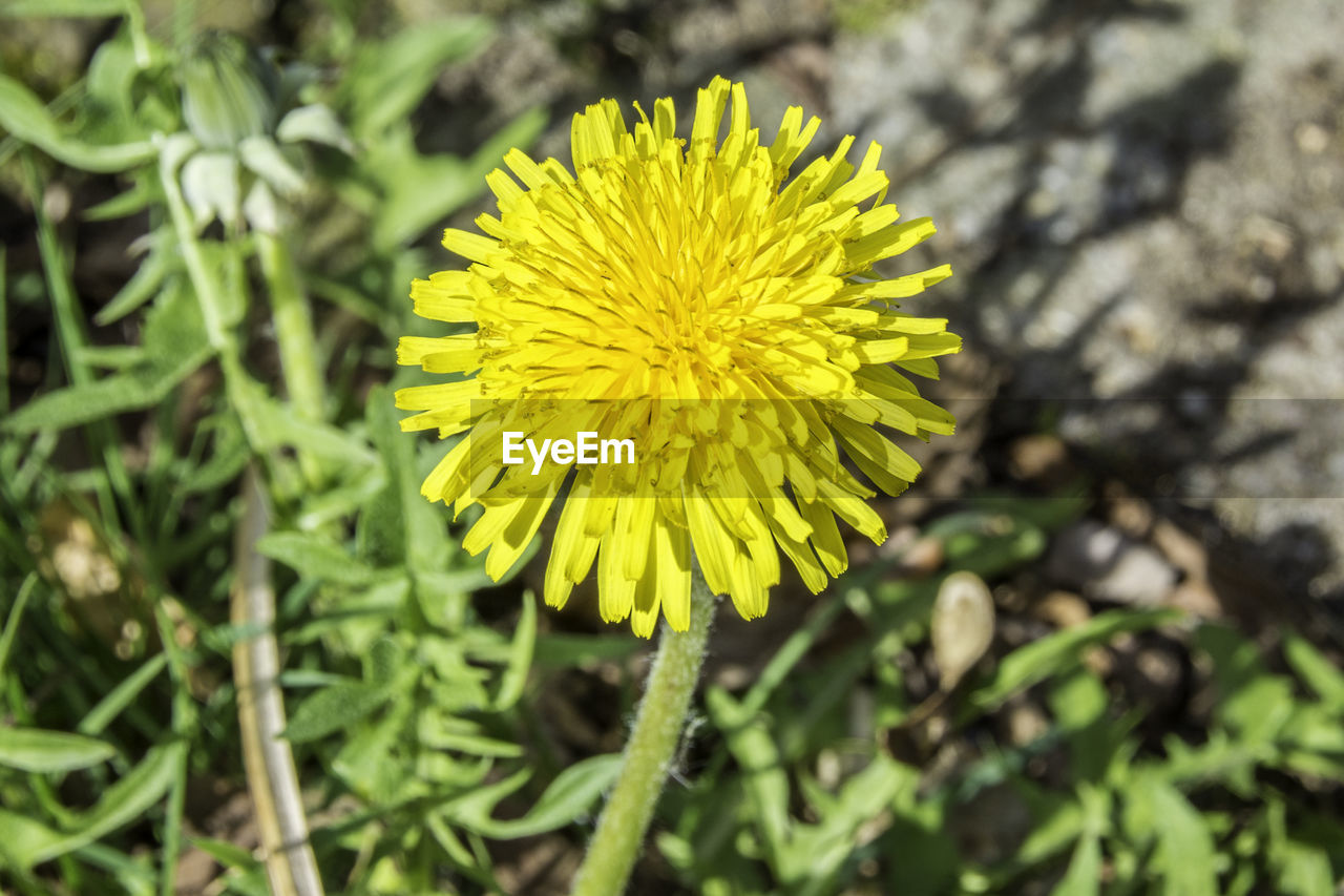 YELLOW FLOWER BLOOMING OUTDOORS
