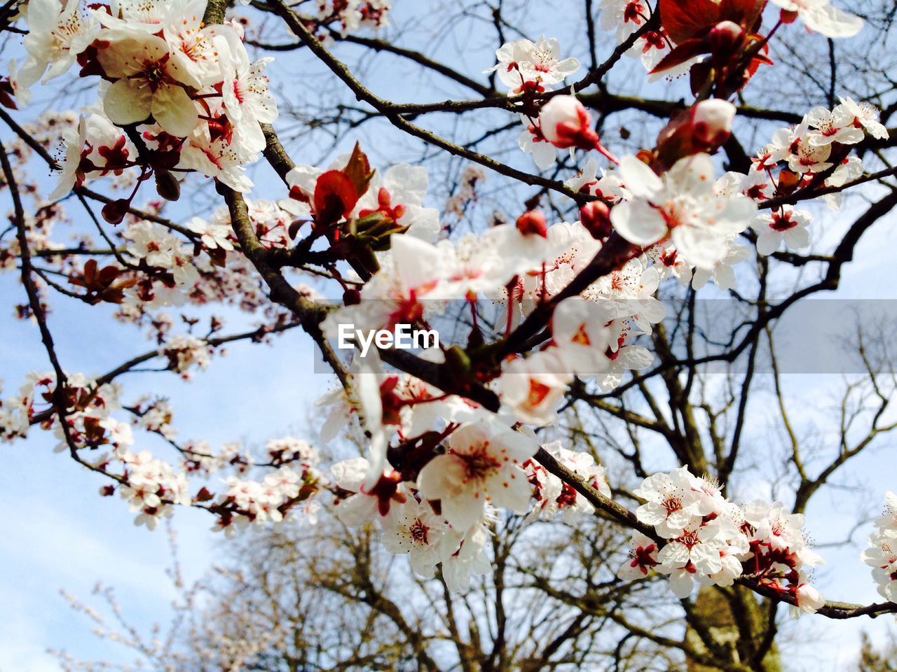 Low angle view of apple blossoms in spring