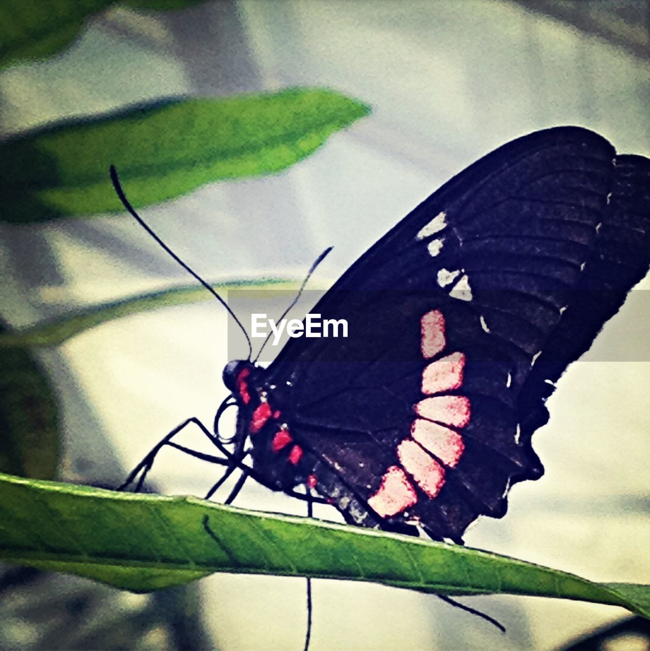 CLOSE-UP OF BUTTERFLY ON LEAF