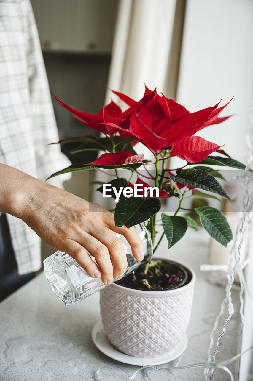 Woman watering poinsettia plant on window sill at home