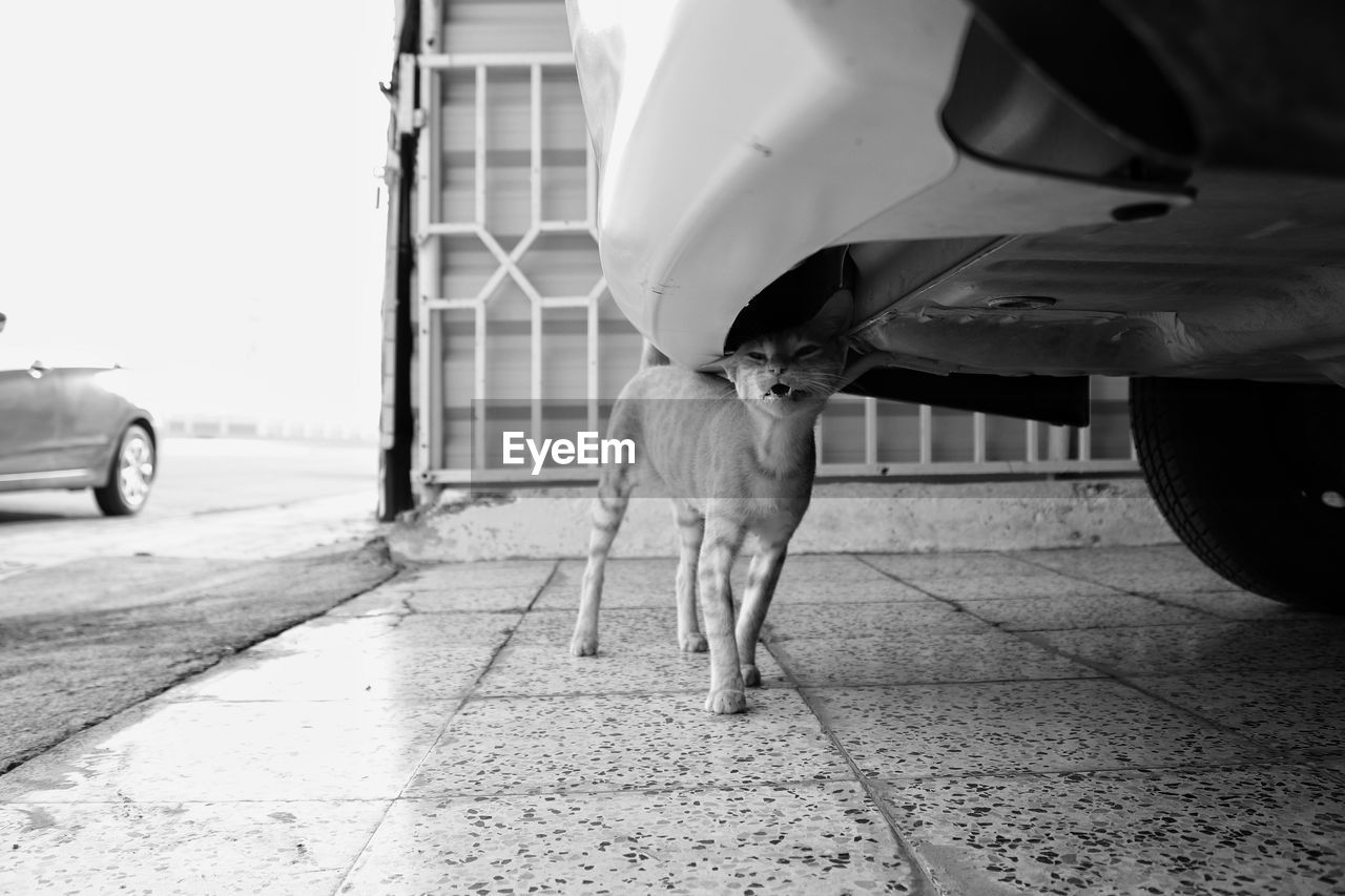 DOG ON STREET