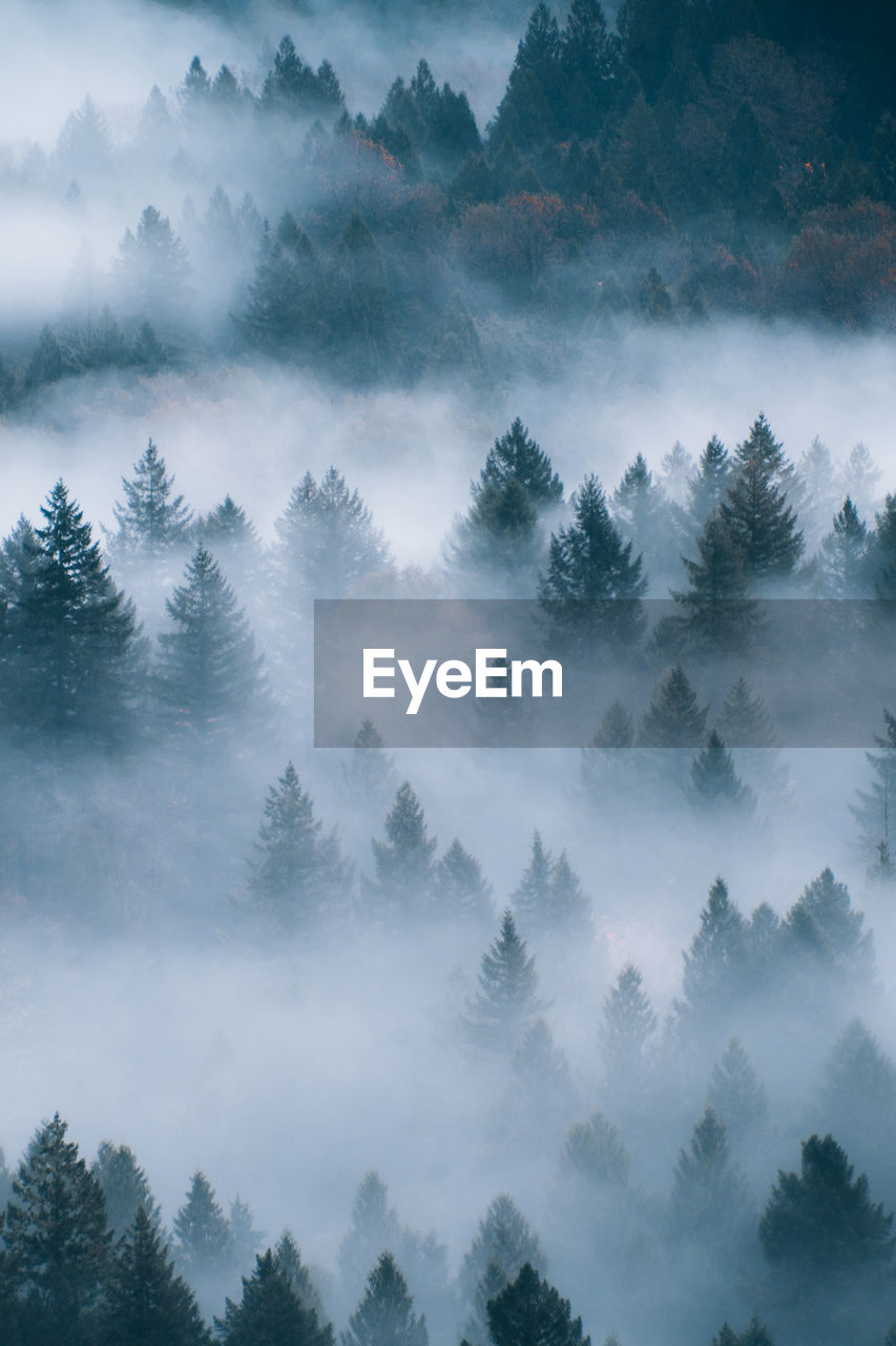 View of trees in forest against sky