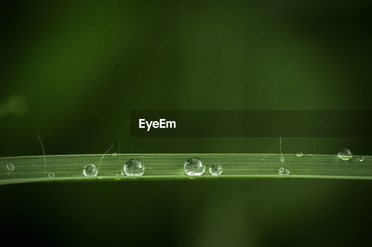 Detail of drops on grass blade