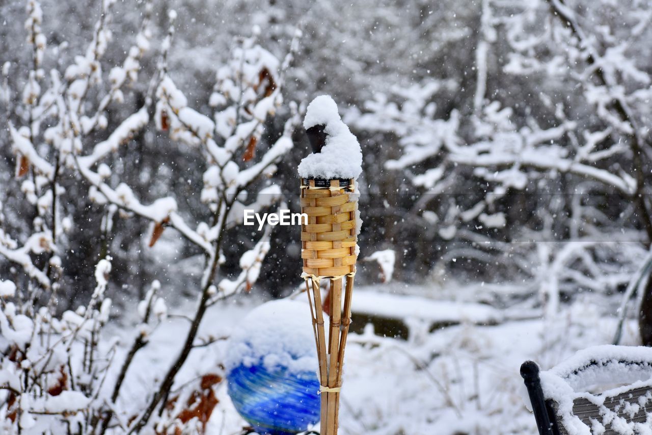 Close-up of snow covered plants on land