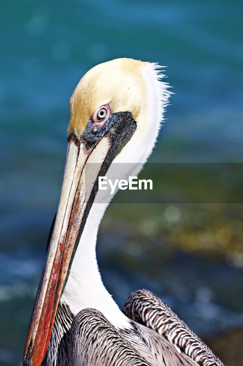 Close-up of a bird against blurred background