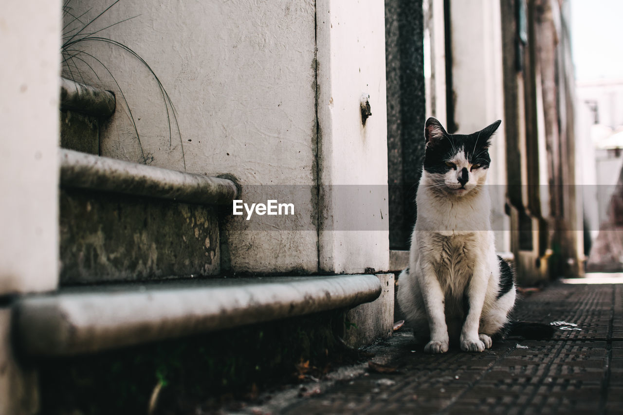 Portrait of cat stray sitting outdoors