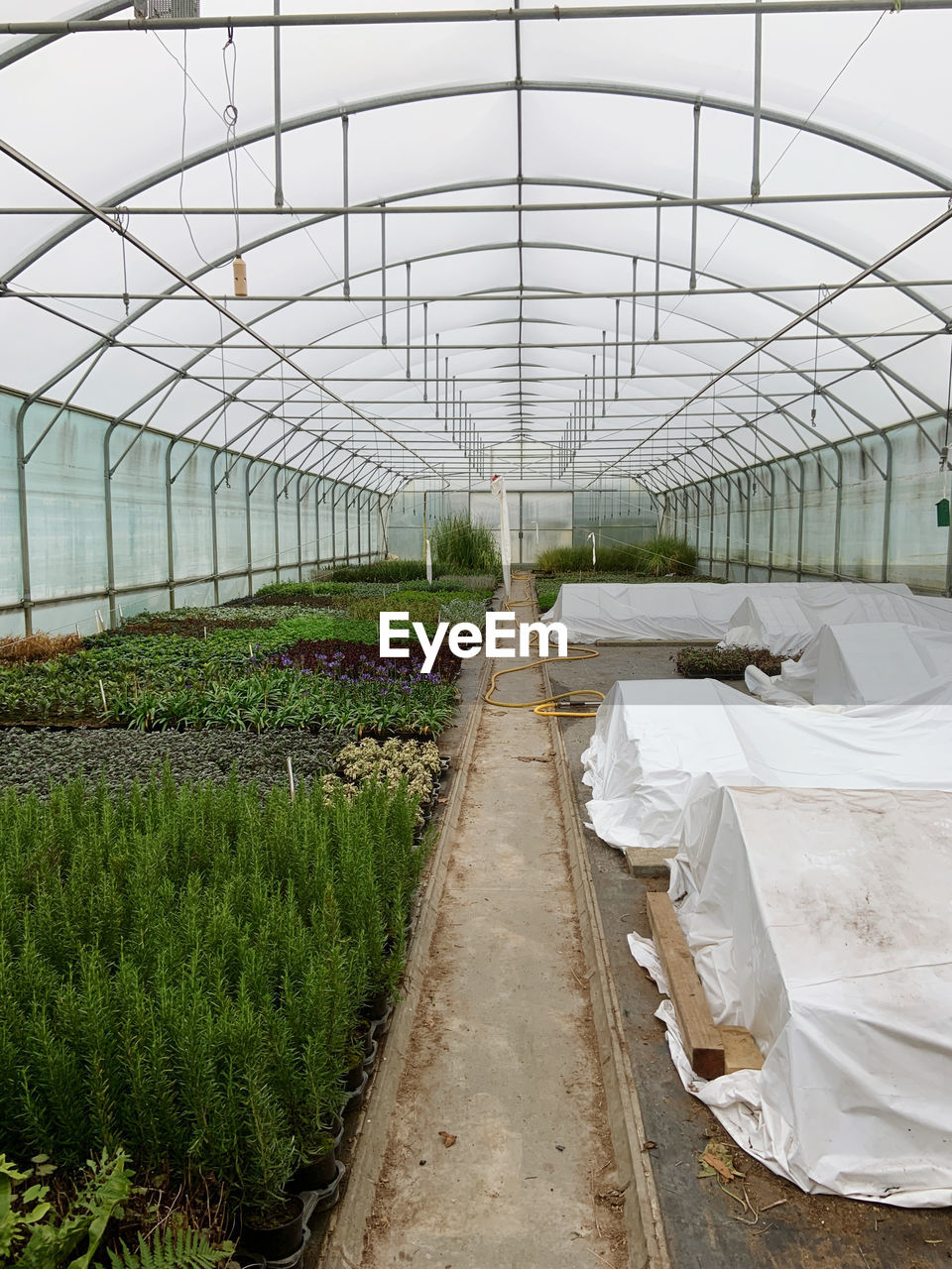 Plants growing in greenhouse