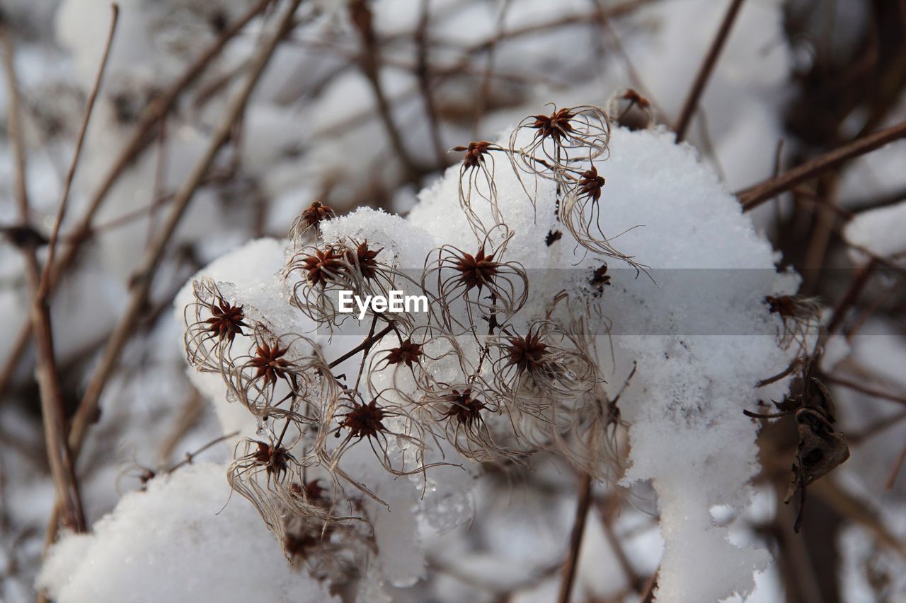 CLOSE-UP OF FROZEN PLANT DURING WINTER