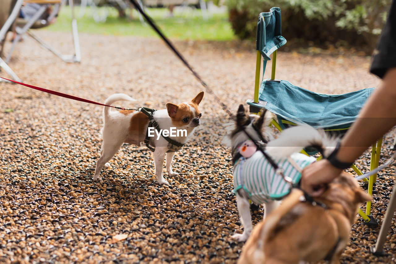 Selected focus group of chihuahua pedigree family of three playing together.