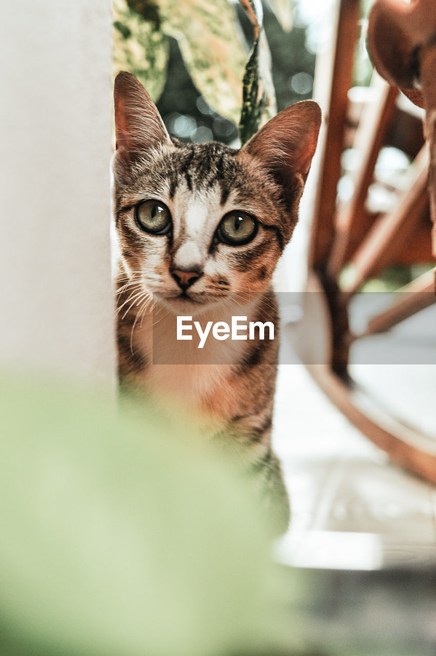 Close-up portrait of tabby cat