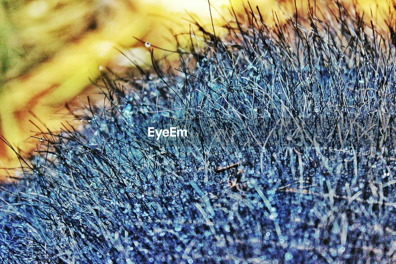 Macro shot of elephant hair