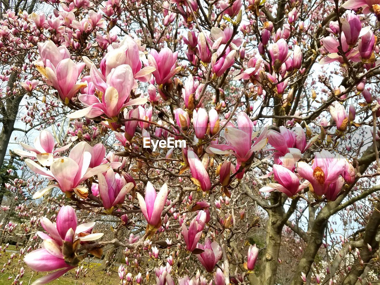 PINK CHERRY BLOSSOMS IN SPRING