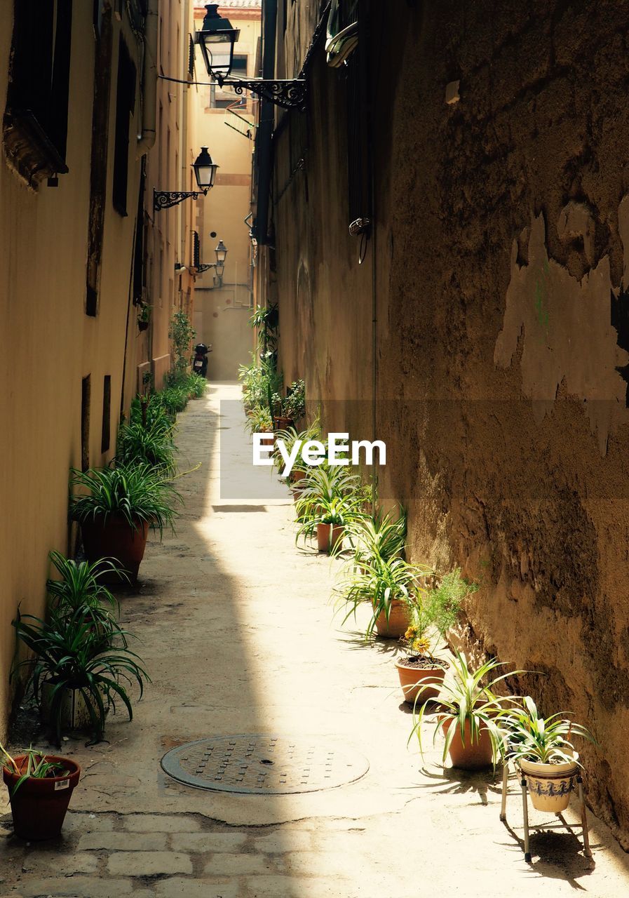 Potted plants in alley