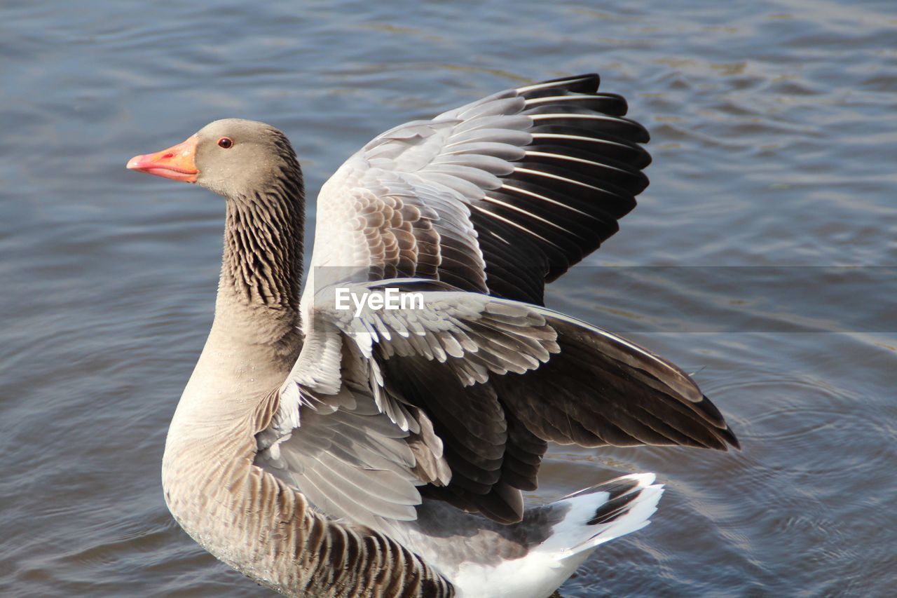 Side view of goose flapping wings in lake