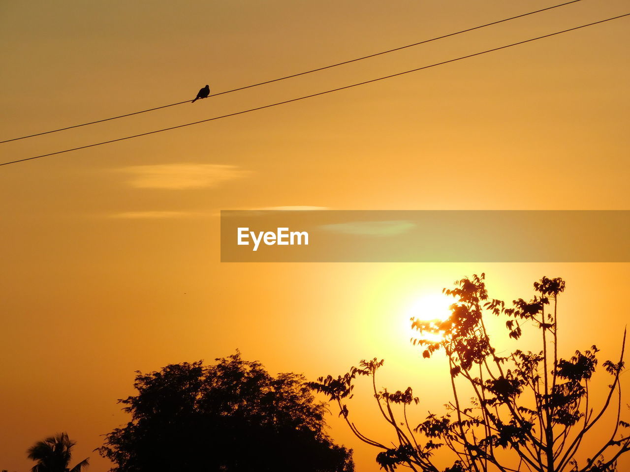 LOW ANGLE VIEW OF SILHOUETTE BIRDS AGAINST CLEAR SKY