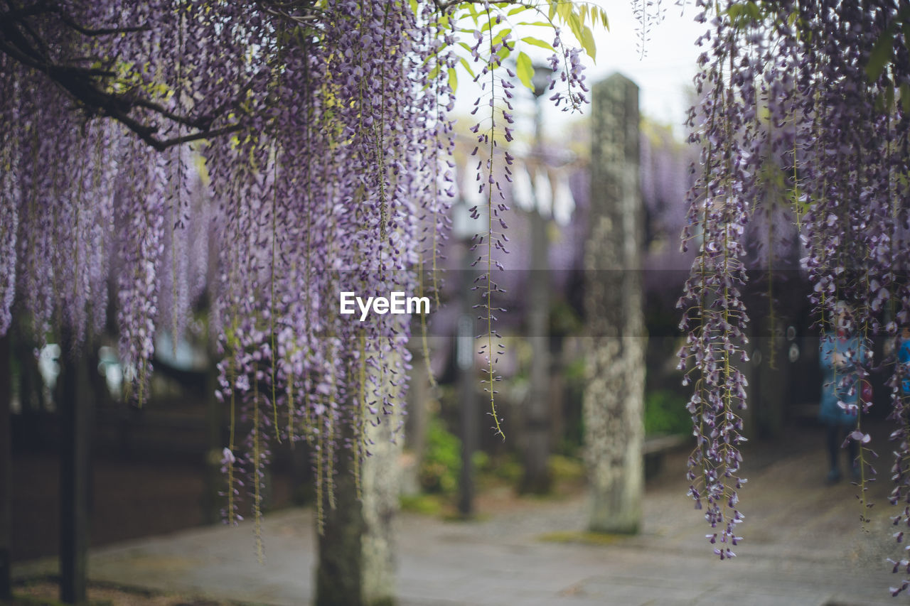 Beautiful wisteria flowers in full bloom. in fukuoka prefecture great wisteria of kuroki