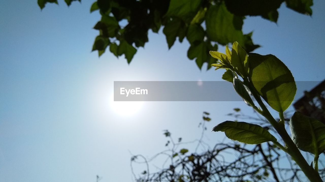 LOW ANGLE VIEW OF LEAVES AGAINST BRIGHT SKY