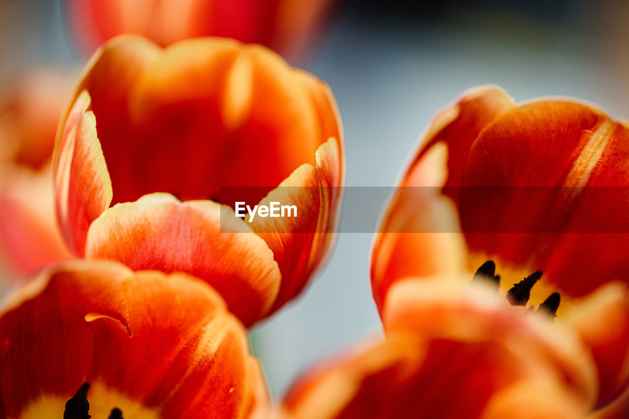 flower, freshness, plant, macro photography, close-up, red, flowering plant, beauty in nature, orange color, petal, nature, yellow, tulip, growth, no people, fragility, selective focus, flower head, food, inflorescence, focus on foreground, food and drink, outdoors, fruit