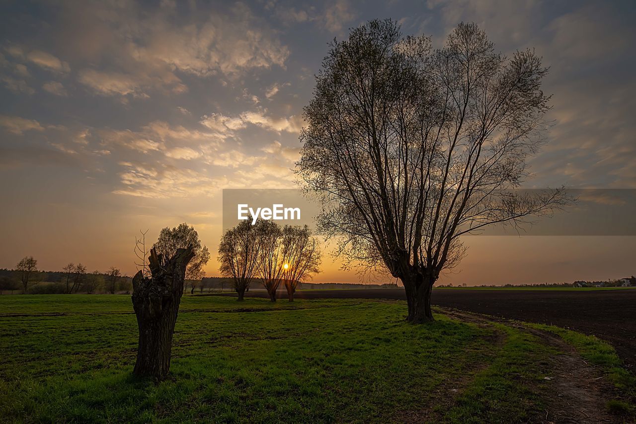 BARE TREE ON FIELD AGAINST SKY