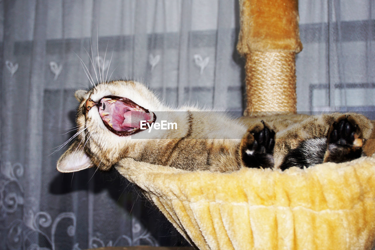 CLOSE-UP OF CAT