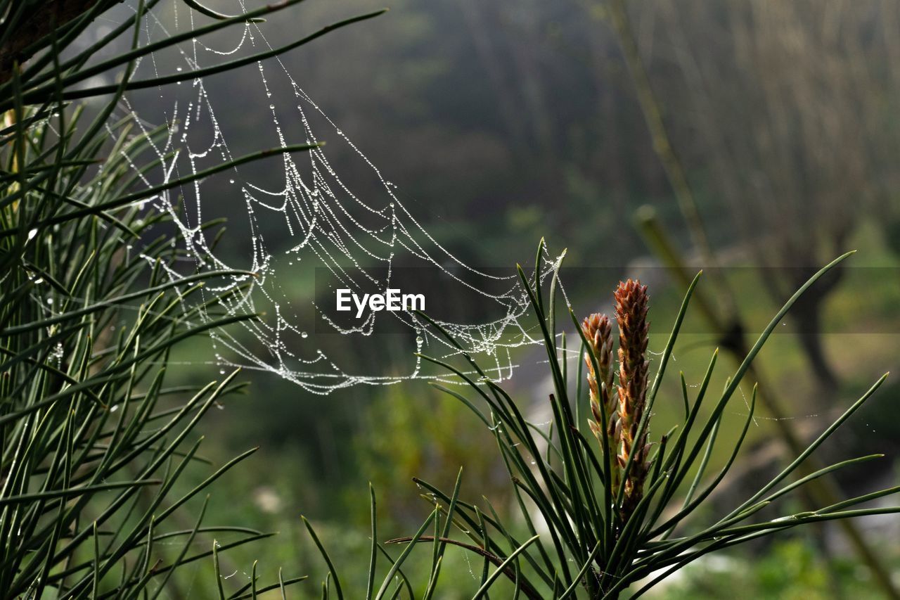 The pine branch with cobwebs