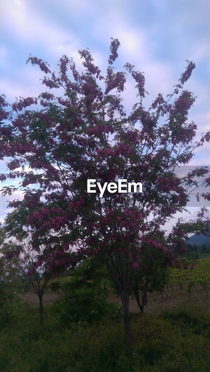 CLOSE-UP OF FLOWER TREE