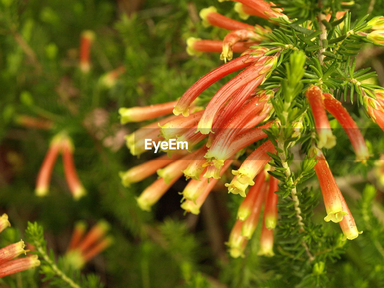 CLOSE-UP OF FRESH PLANT
