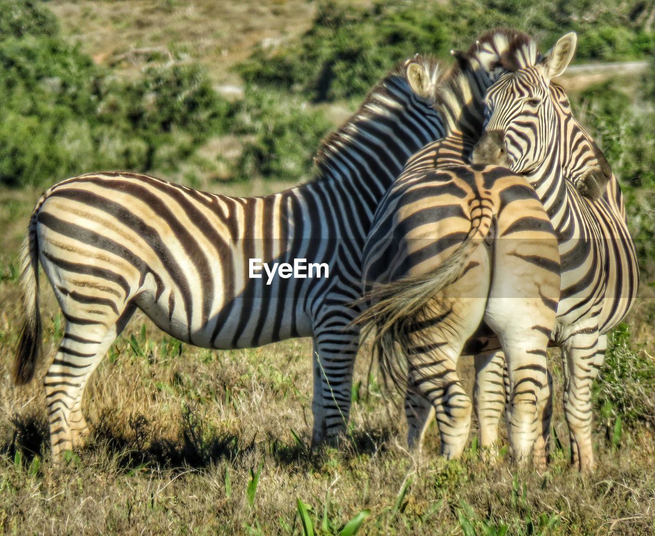 ZEBRA STANDING IN A ZOO