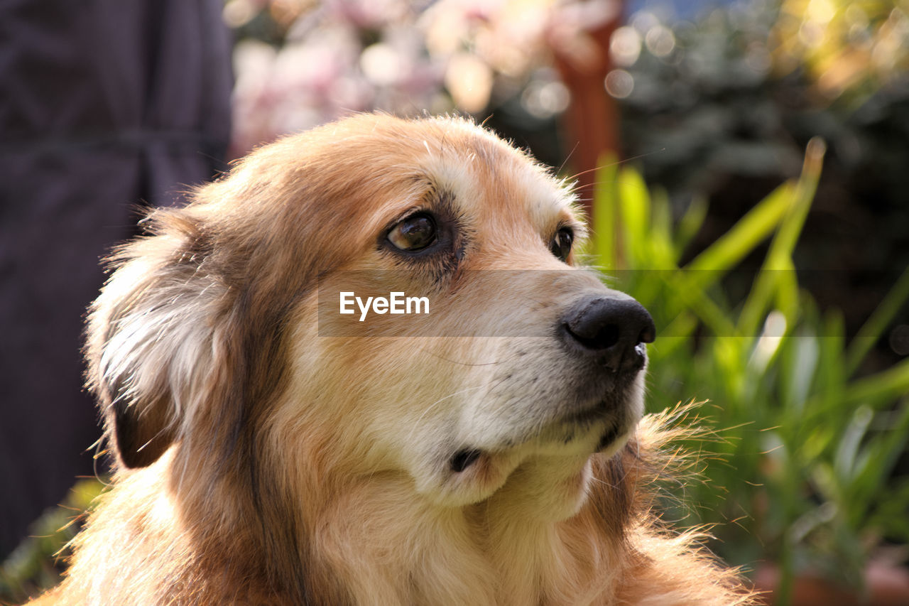 CLOSE-UP OF A DOG