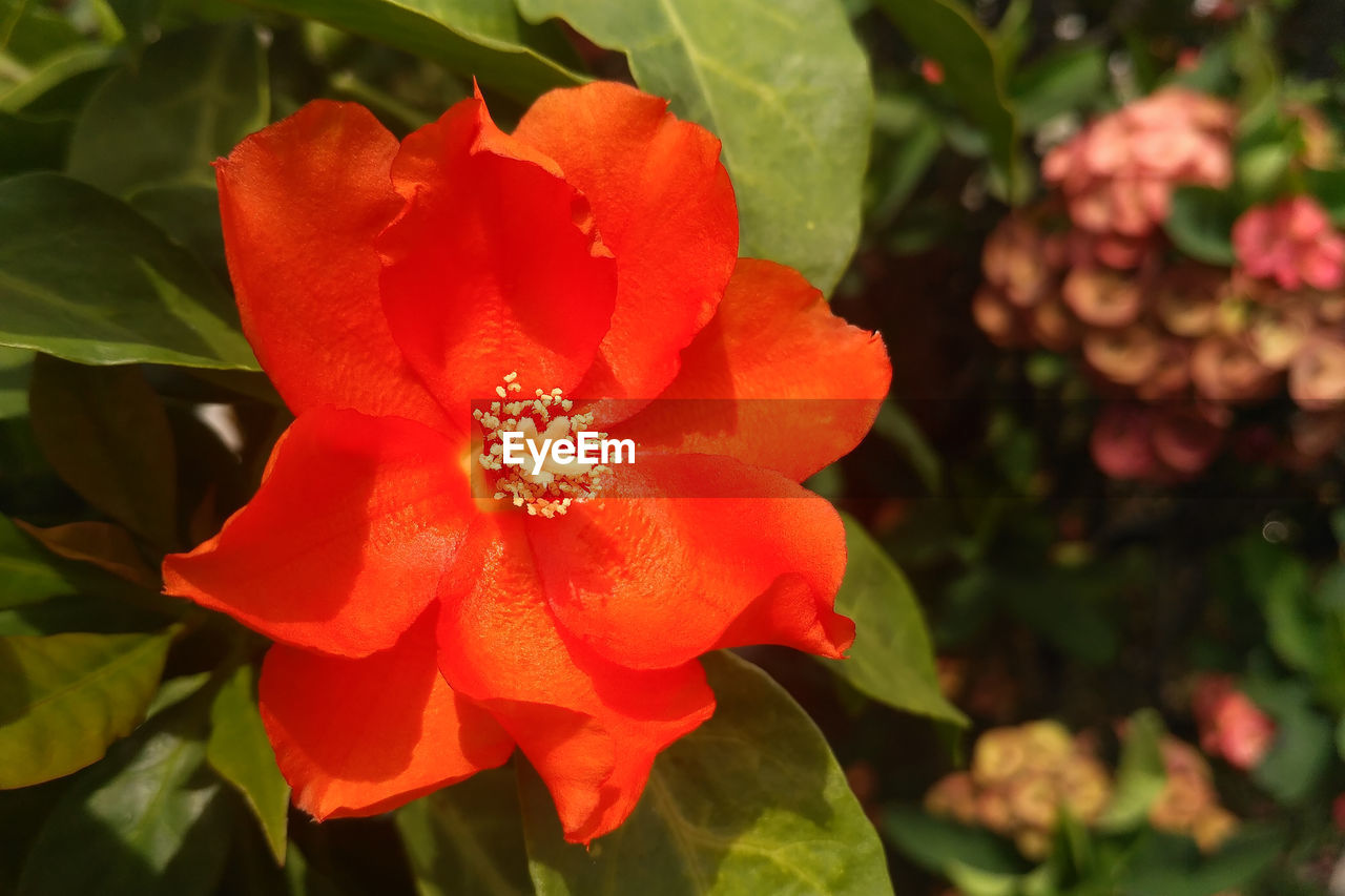 CLOSE-UP OF RED HIBISCUS BLOOMING IN PARK