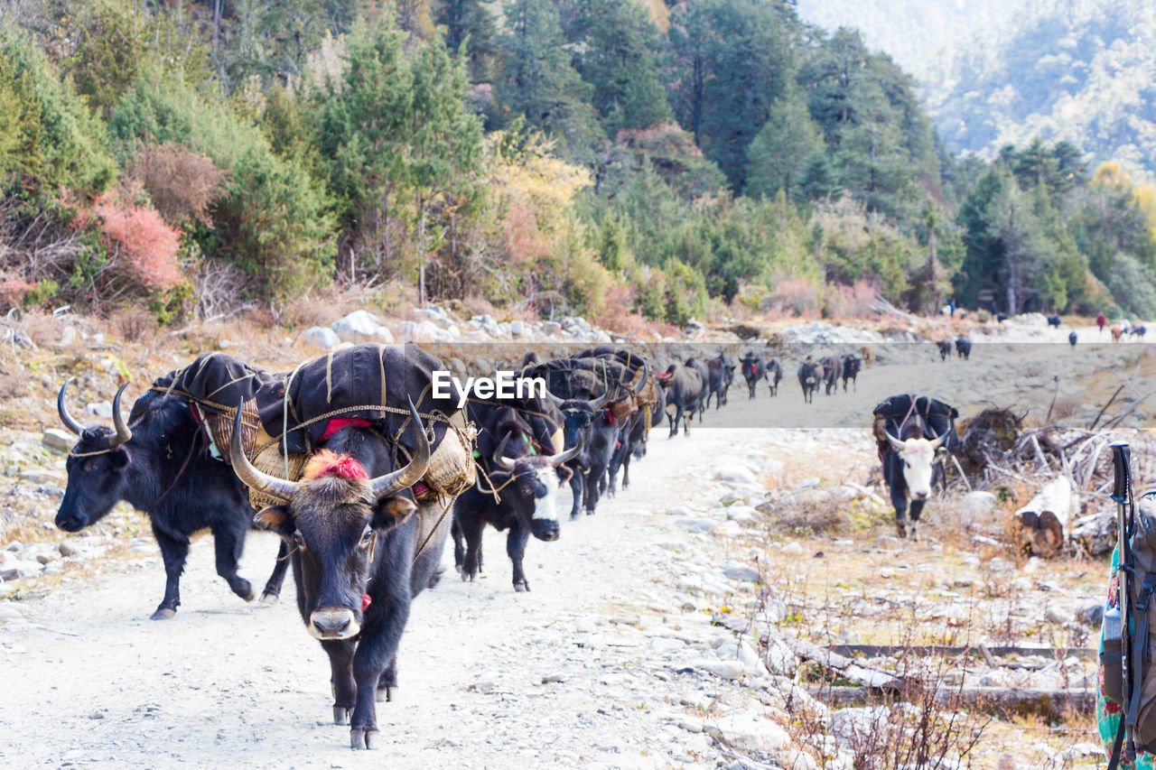 VIEW OF HORSES