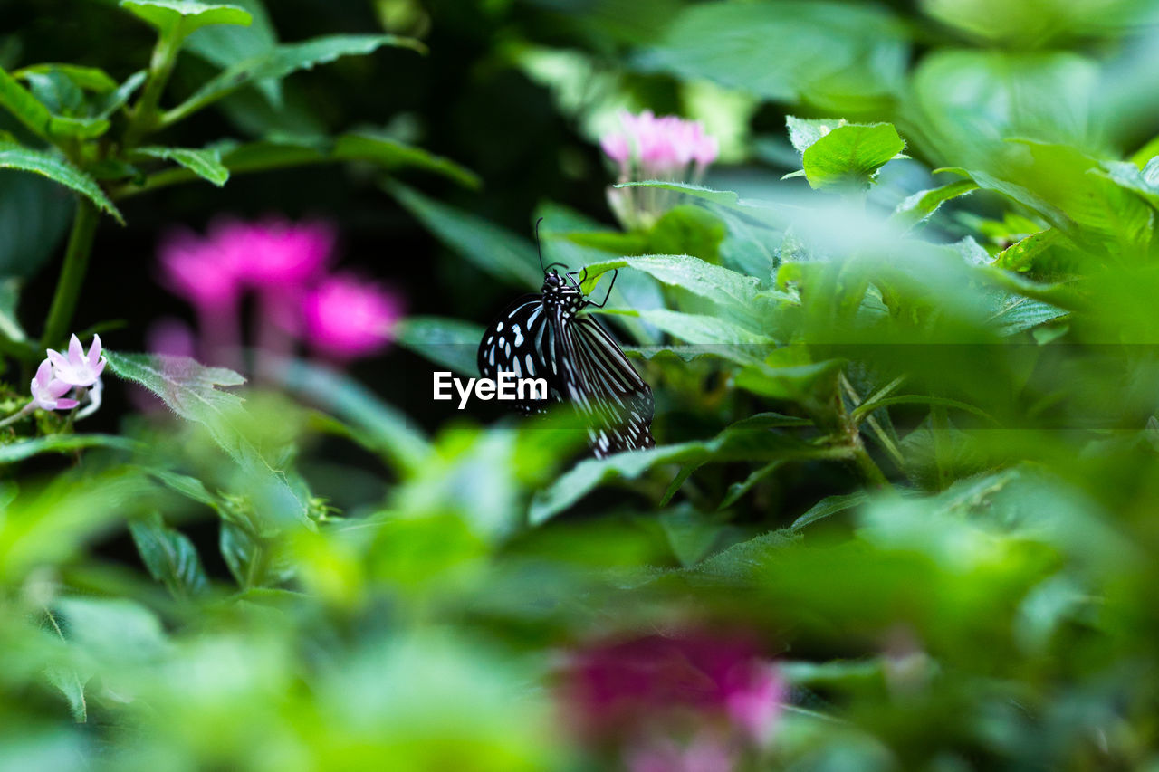 butterfly, animal, animal themes, animal wildlife, plant, nature, beauty in nature, moths and butterflies, insect, green, flower, macro photography, flowering plant, wildlife, one animal, selective focus, freshness, animal wing, no people, close-up, grass, plant part, summer, environment, leaf, fragility, meadow, outdoors, growth, animal body part, environmental conservation, food, social issues, multi colored, macro, wildflower, purple